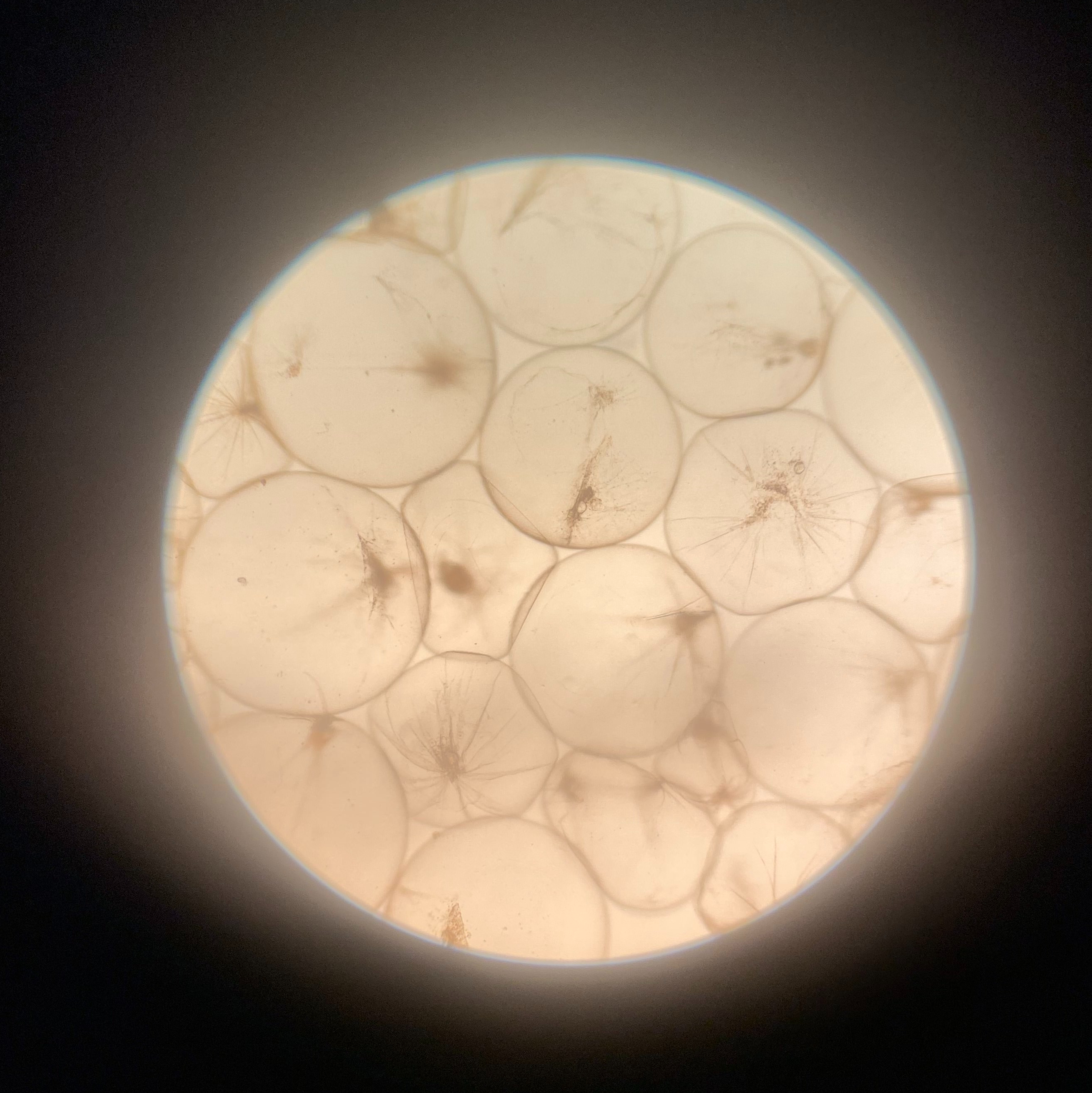 Vattenprov: Noctiluca scintillans