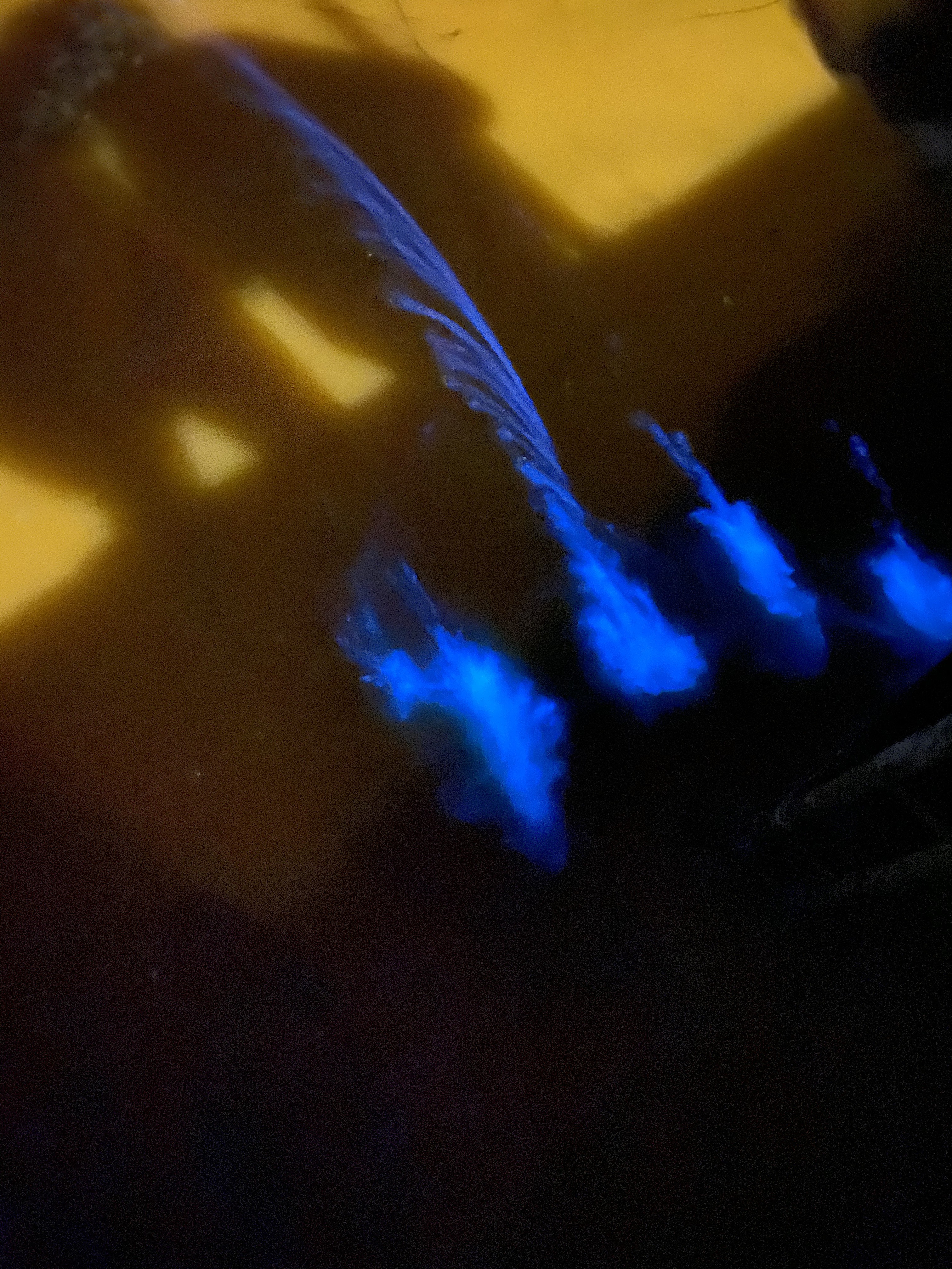 Mareld i havet i Åsa, red tides, Noctiluca scintillans