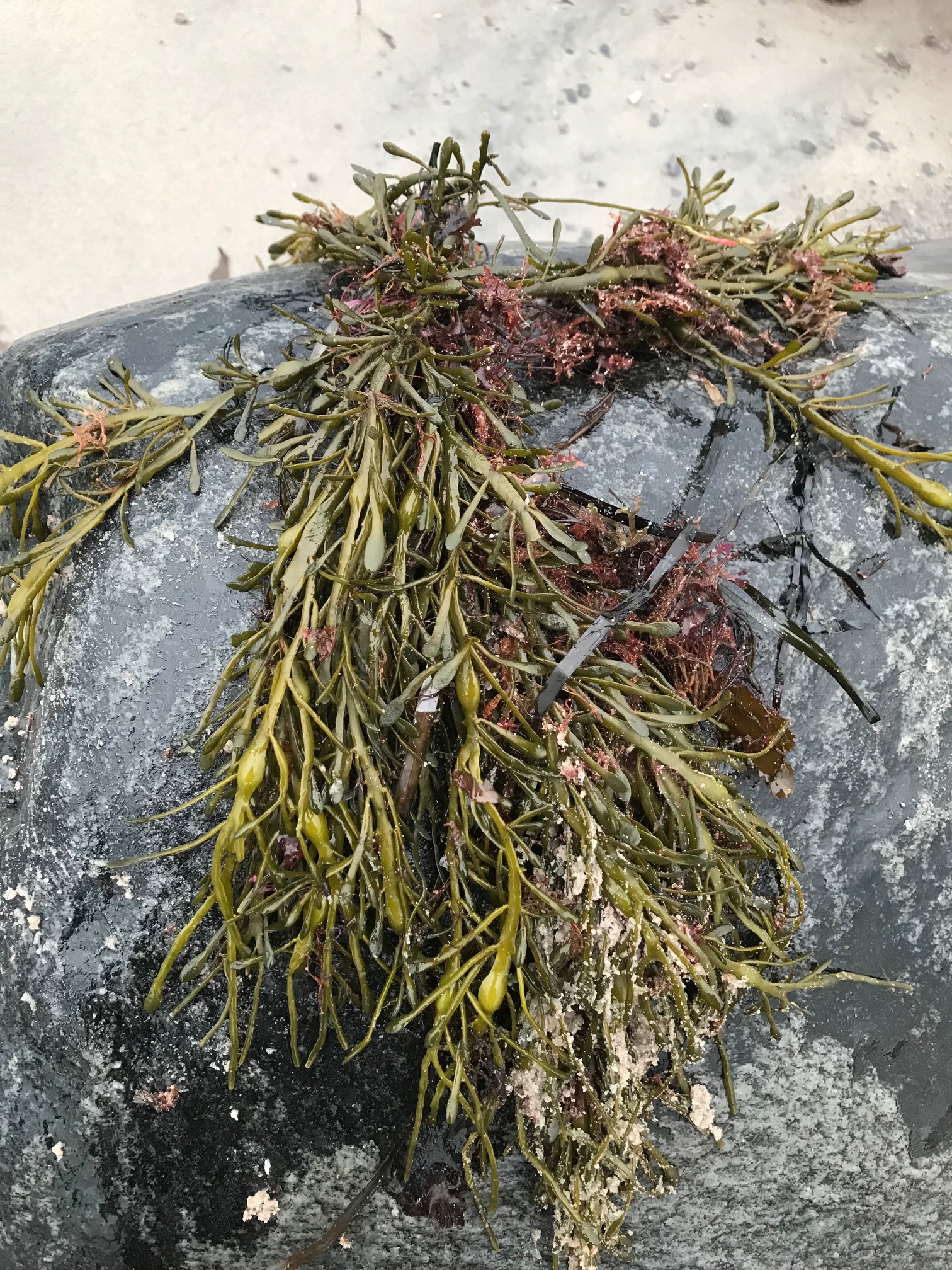 Årnäsuddens naturreservat, knöltång Ascophyllum nodosum
