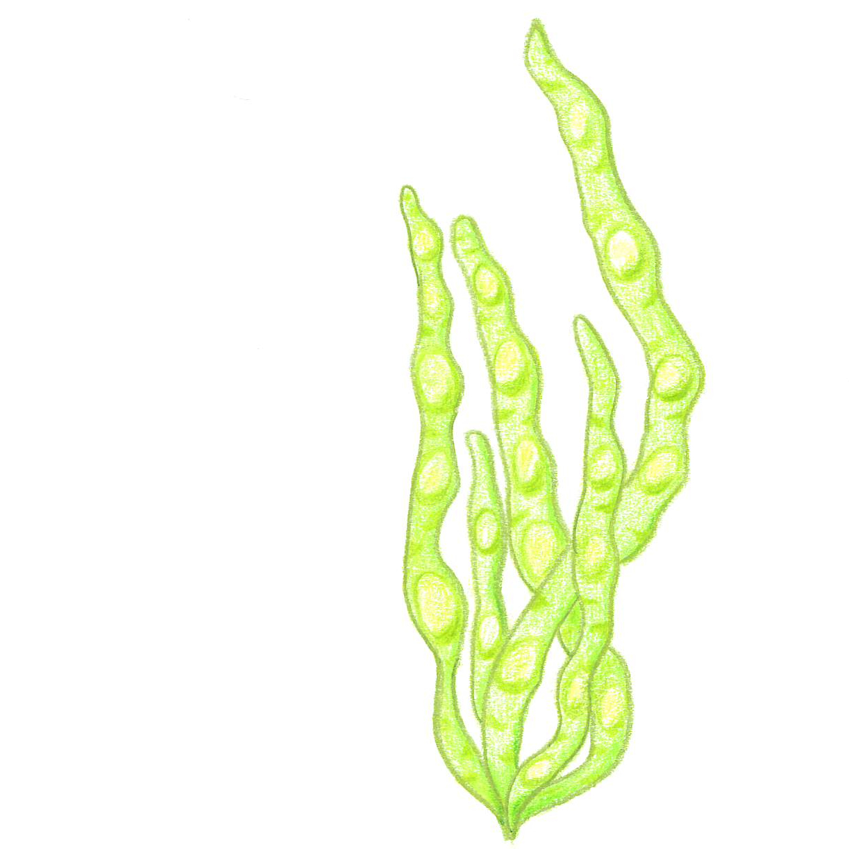 Tarmtång Ulva intestinalis