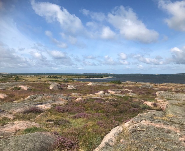 Årnäsuddens vackra ljunglandskap