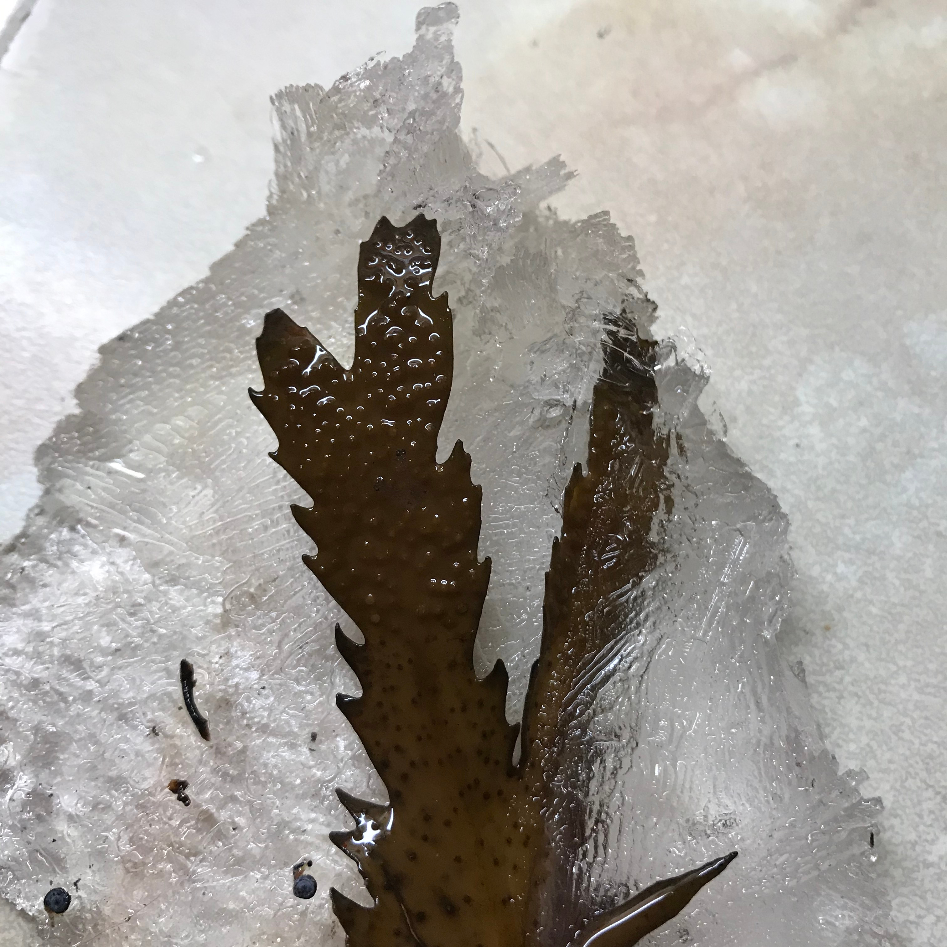 Foto av sågtång inne i isblock