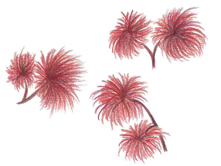 Rödslick Polysiphonia