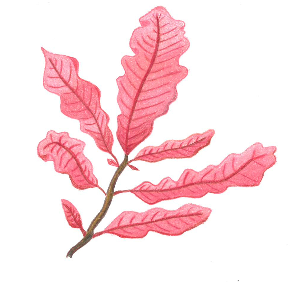 Teckning av nervtång, Delesseria sanguinea