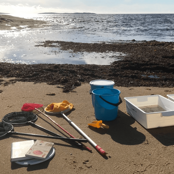 Bild på material vid en exkursion till stranden: håvar, hinkar och böcker