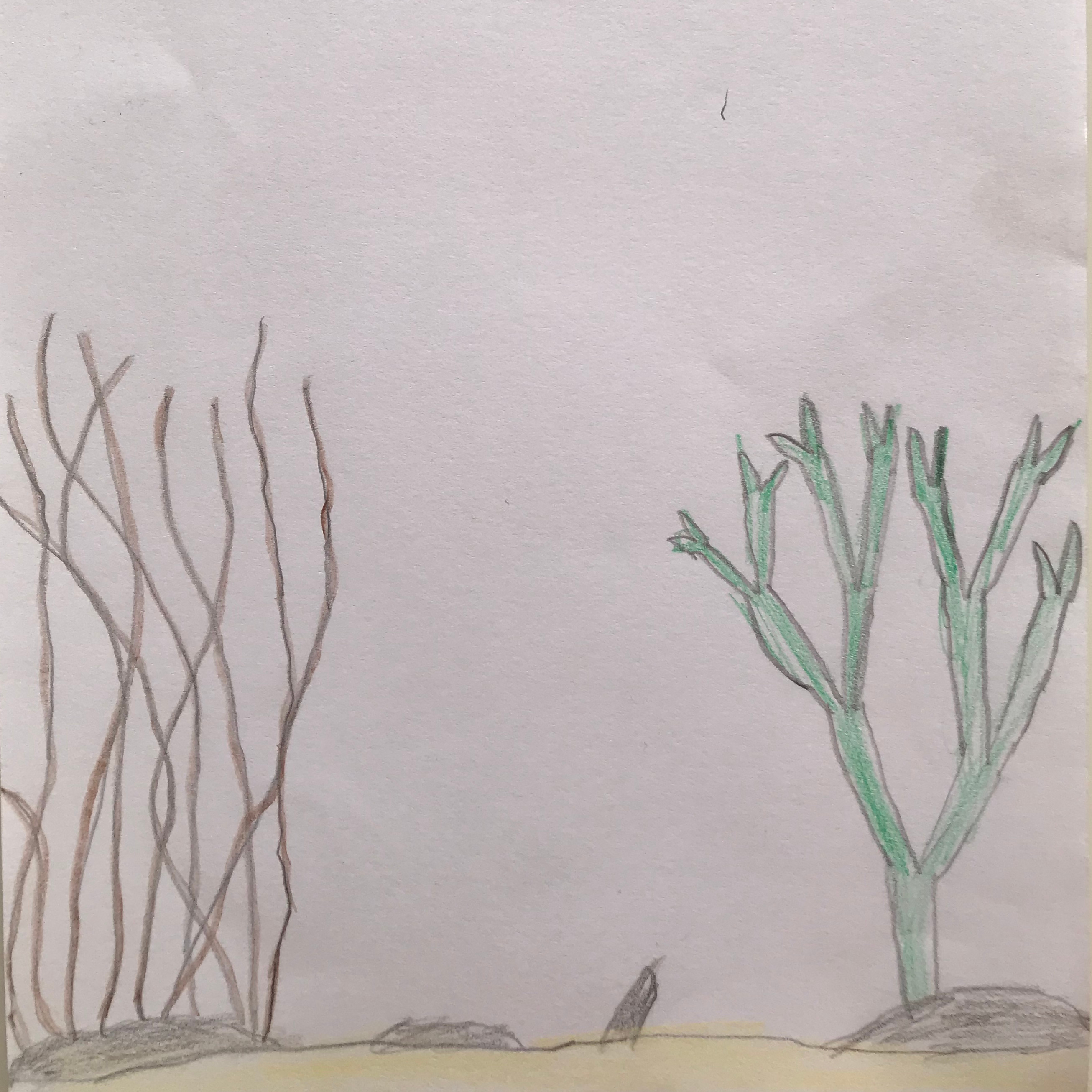 Teckning av snärjtång och karragentång