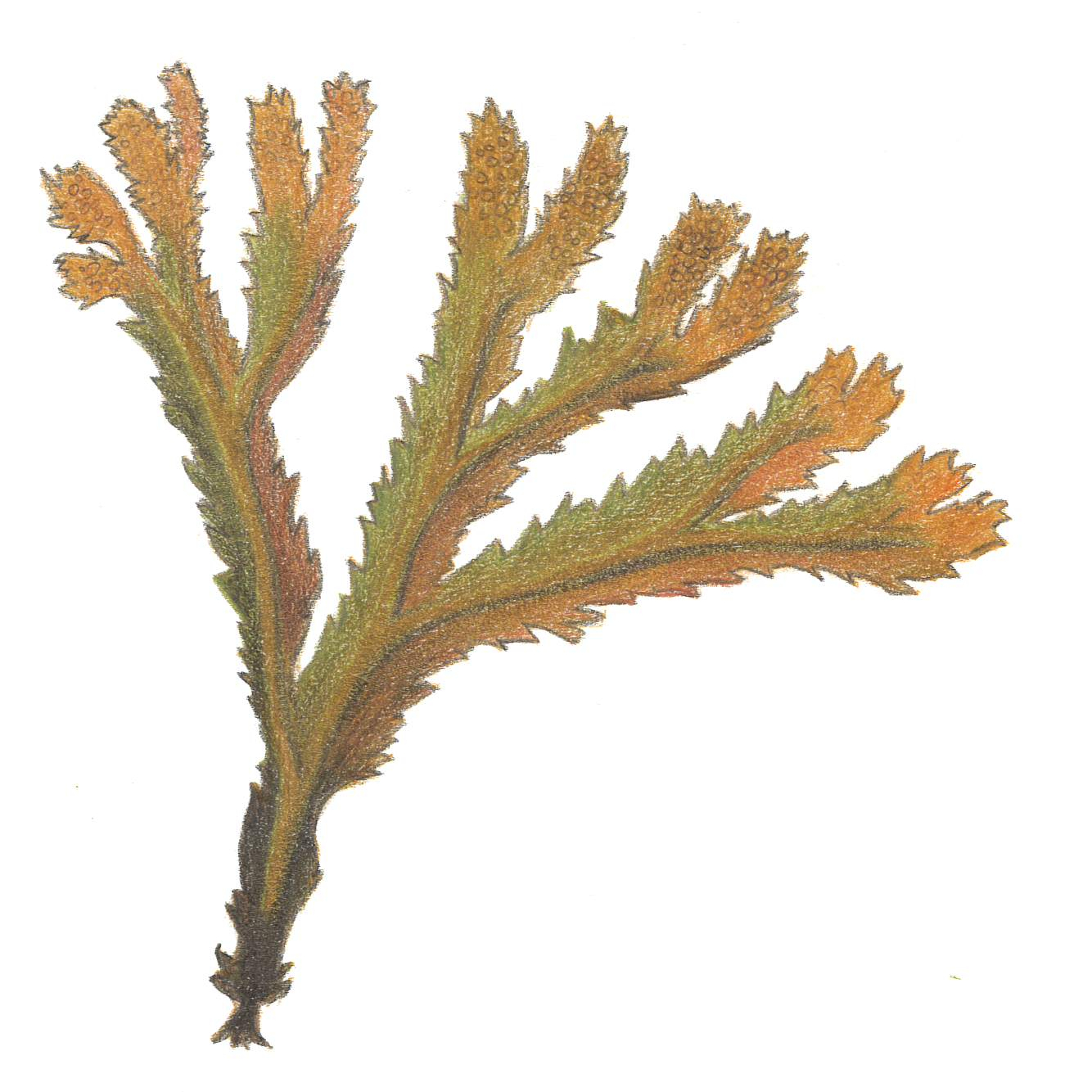 Bild av sågtång, Fucus serratus