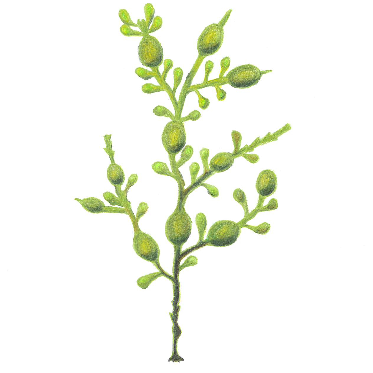 Bild av knöltång, Ascophyllum nodosum