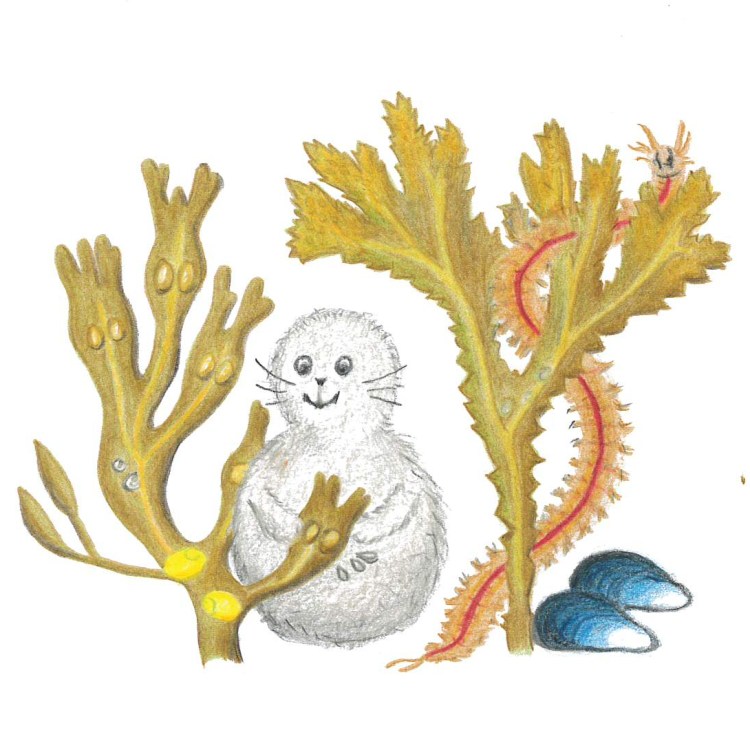 Noriko på äventyr i tången: Fucus serratus sågtång och Fucus vesiculosis blåstång