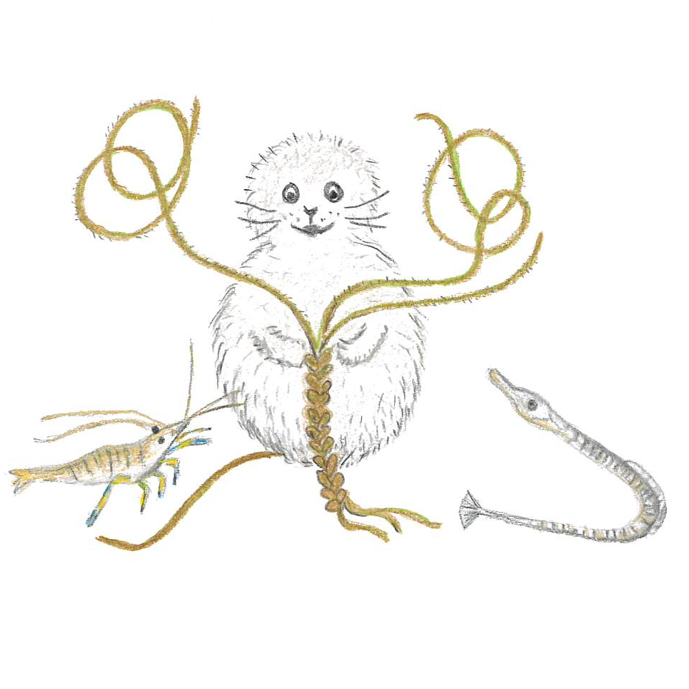 Noriko med snärjtång Chorda filum