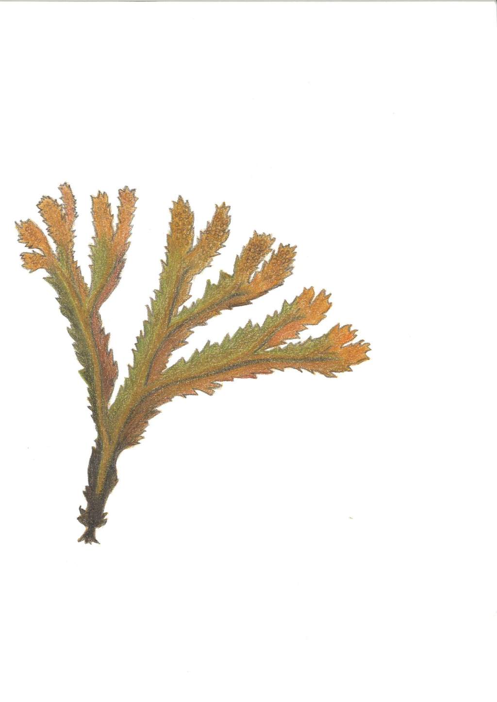 Bild av sågtång, Fucus serratus