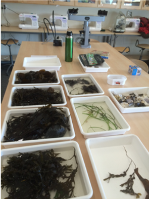 Lektion i marinbiologi i klassrummet