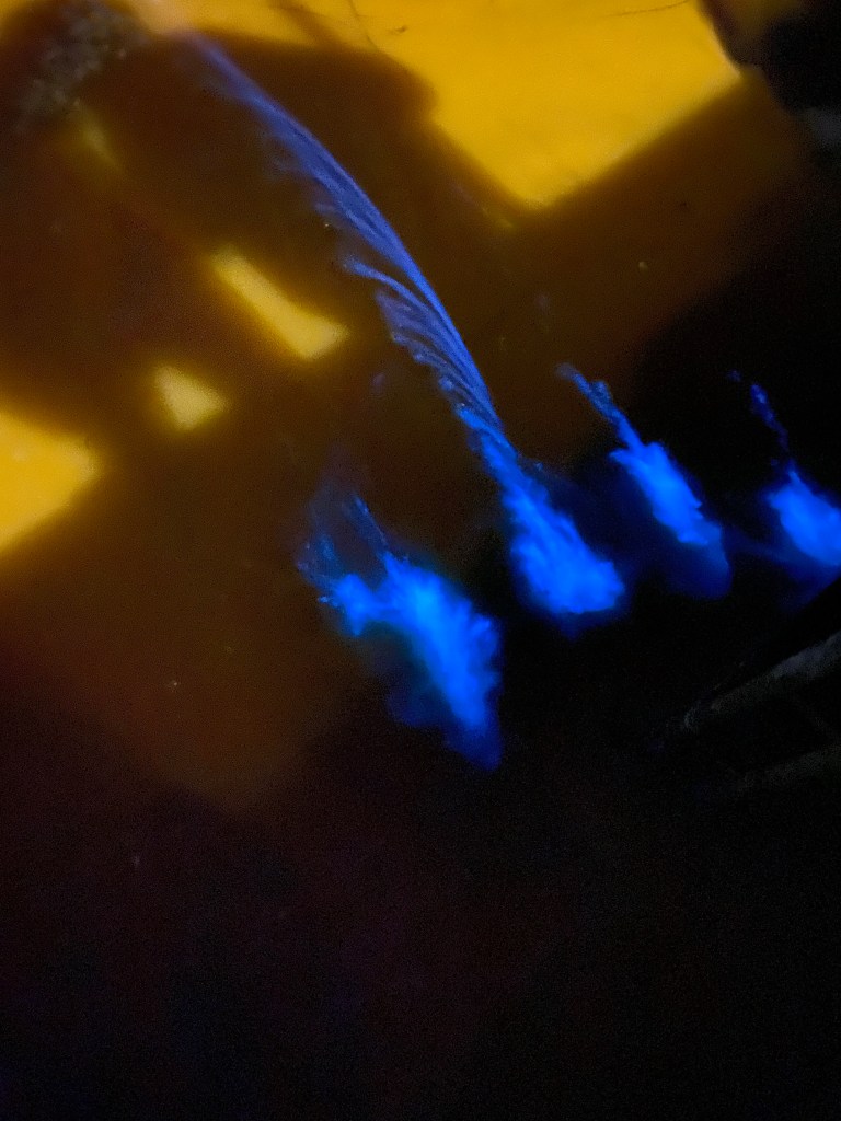 Mareld i havet i Åsa, red tides, Noctiluca scintillans