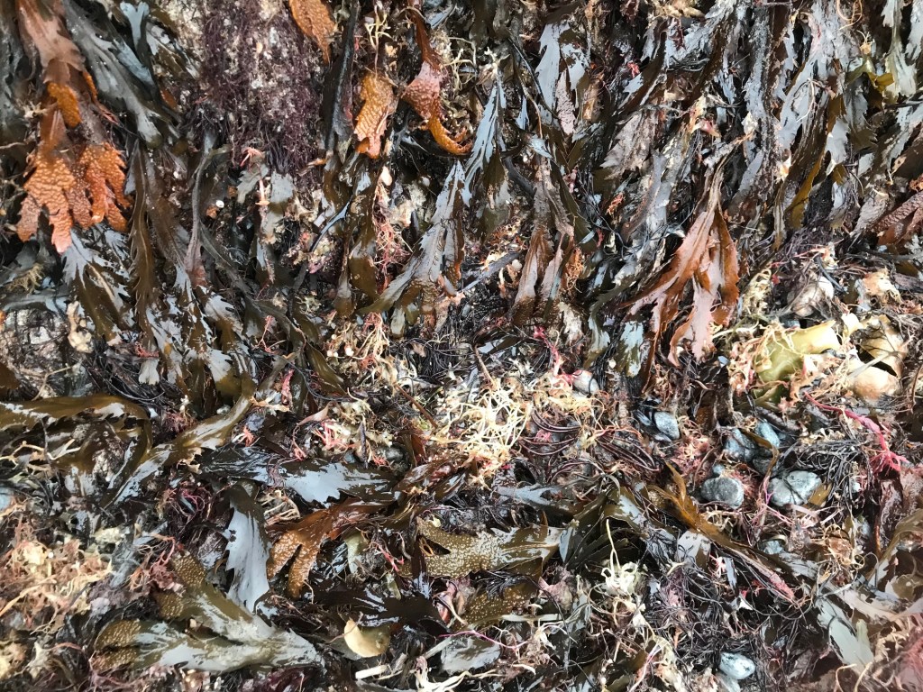 Årnäsuddens naturreservat, tångbäddar på stranden