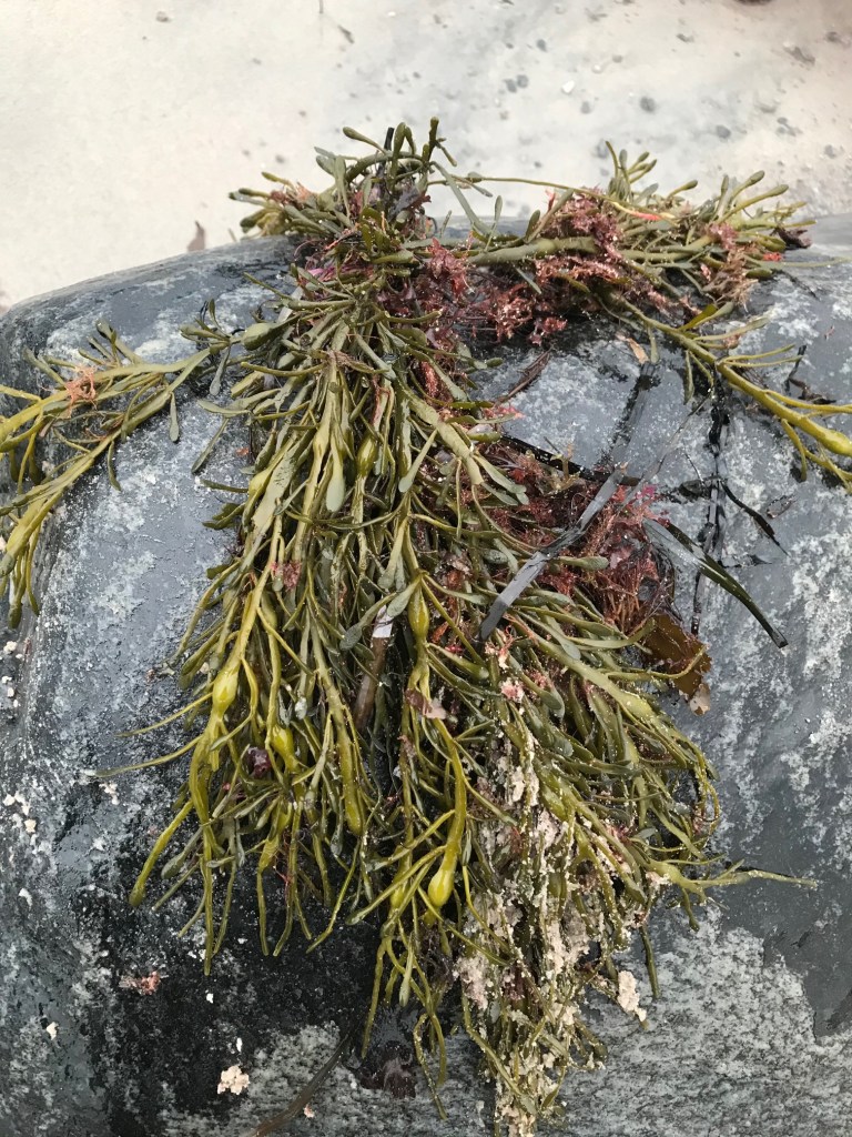 Årnäsuddens naturreservat, knöltång Ascophyllum nodosum