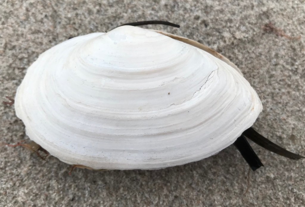 Årnäsuddens naturreservat, Mya arenaria, vanlig sandmussla