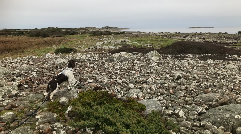 Hund på Årnäsuddens naturreservat