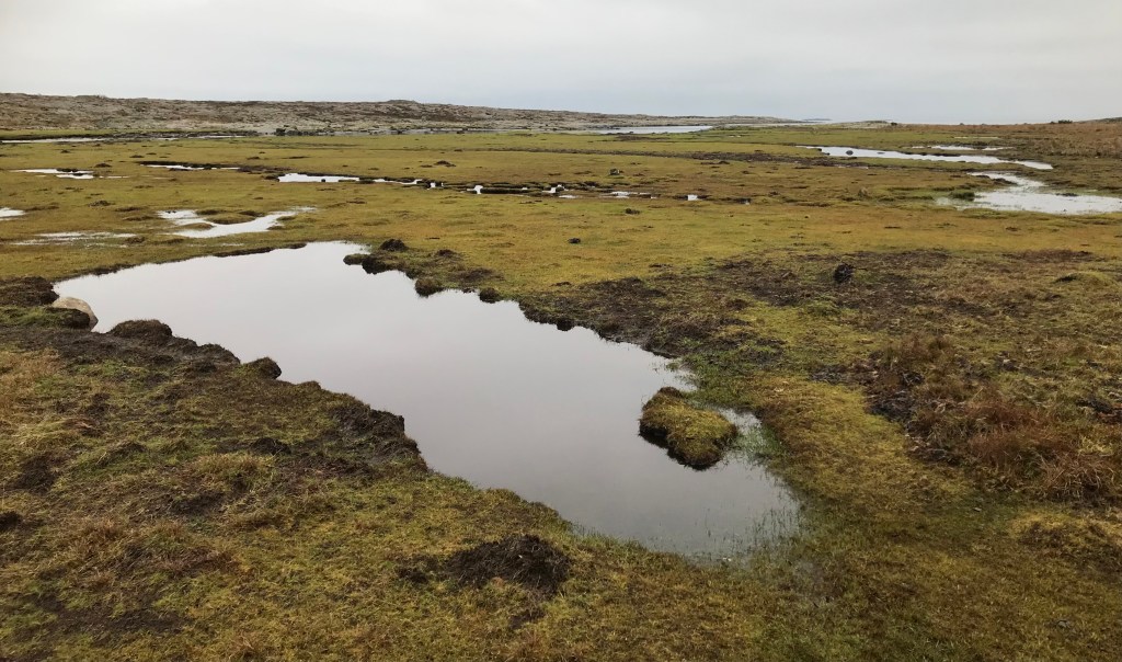 Årnäsuddens naturreservat, strandäng