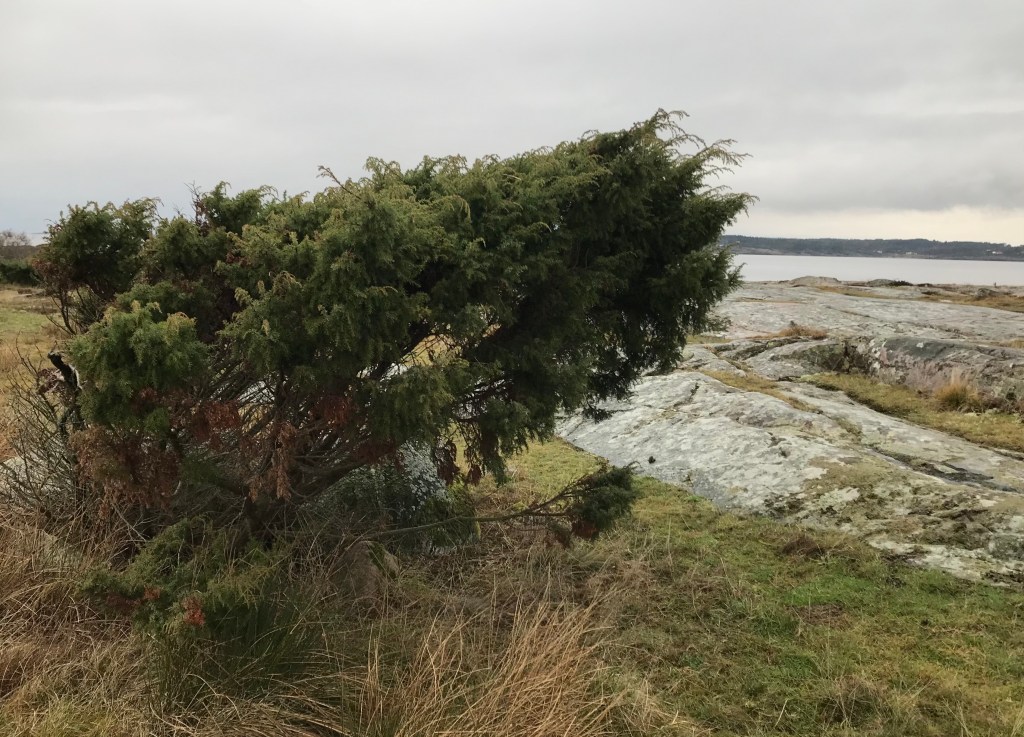 Enbuske, Årnäsuddens naturreservat