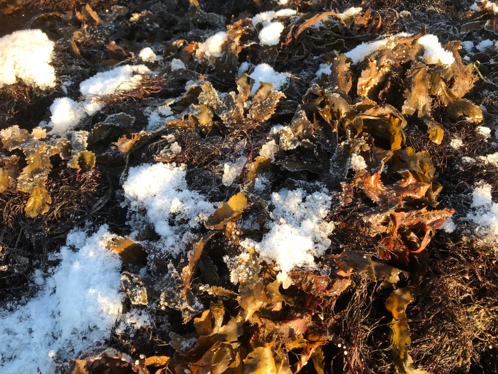 Vinter vid havet: sågtång (Fucus serratus) i snö och is.