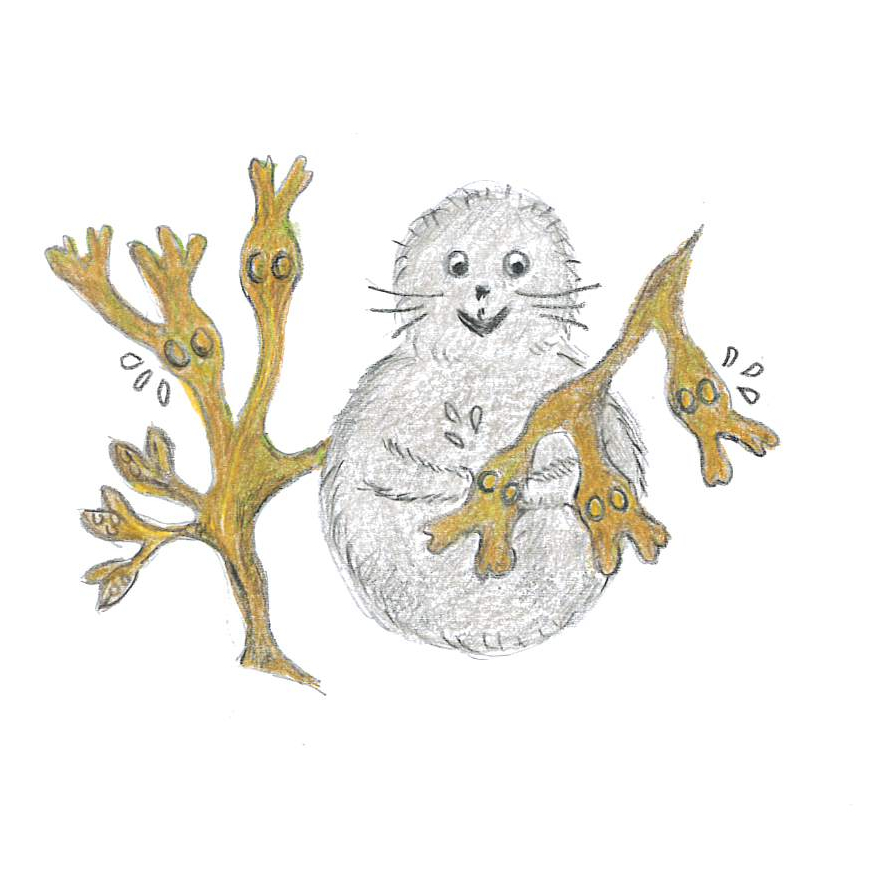 Noriko med blåstång, Fucus vesiculous. 