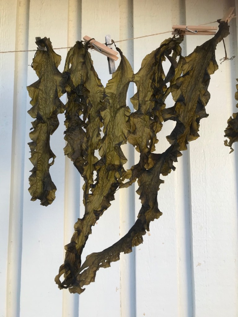 Norikos sockertång som torkat i solen