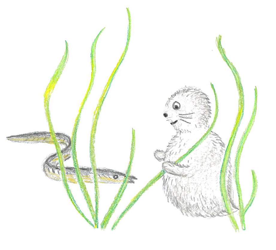 Noriko och ålgräs, Zostera marina