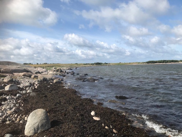 Norikos tångsafari på Årnäsudden