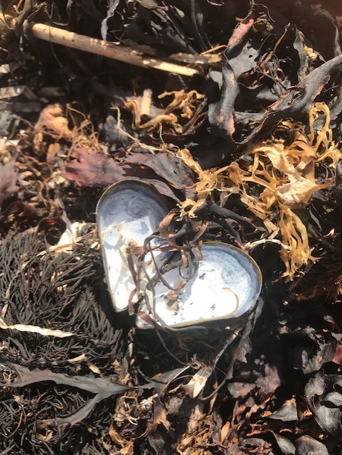 Blåmussla på tångbädd