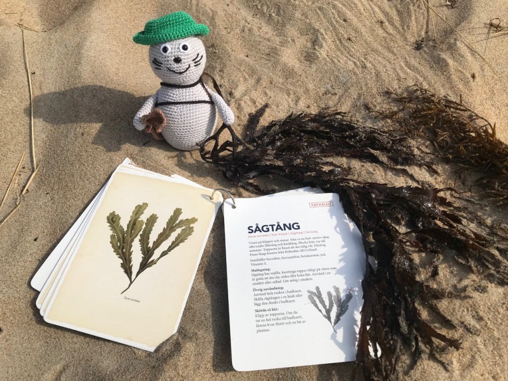 Noriko läser om sågtång i Tångguiden